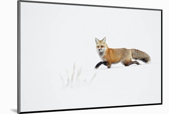 American Red Fox (Vulpes vulpes fulva) adult, walking on snow, Yellowstone , Wyoming-Ignacio Yufera-Mounted Photographic Print