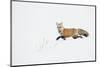 American Red Fox (Vulpes vulpes fulva) adult, walking on snow, Yellowstone , Wyoming-Ignacio Yufera-Mounted Photographic Print