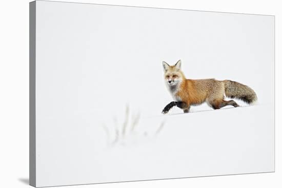 American Red Fox (Vulpes vulpes fulva) adult, walking on snow, Yellowstone , Wyoming-Ignacio Yufera-Stretched Canvas