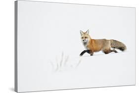 American Red Fox (Vulpes vulpes fulva) adult, walking on snow, Yellowstone , Wyoming-Ignacio Yufera-Stretched Canvas