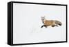 American Red Fox (Vulpes vulpes fulva) adult, walking on snow, Yellowstone , Wyoming-Ignacio Yufera-Framed Stretched Canvas