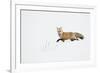 American Red Fox (Vulpes vulpes fulva) adult, walking on snow, Yellowstone , Wyoming-Ignacio Yufera-Framed Photographic Print