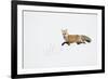 American Red Fox (Vulpes vulpes fulva) adult, walking on snow, Yellowstone , Wyoming-Ignacio Yufera-Framed Photographic Print