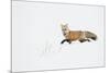 American Red Fox (Vulpes vulpes fulva) adult, walking on snow, Yellowstone , Wyoming-Ignacio Yufera-Mounted Photographic Print