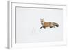 American Red Fox (Vulpes vulpes fulva) adult, walking on snow, Yellowstone , Wyoming-Ignacio Yufera-Framed Photographic Print