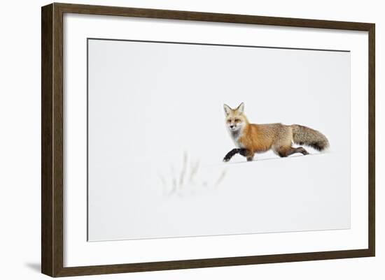 American Red Fox (Vulpes vulpes fulva) adult, walking on snow, Yellowstone , Wyoming-Ignacio Yufera-Framed Photographic Print