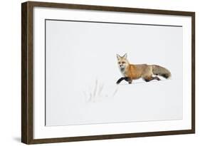 American Red Fox (Vulpes vulpes fulva) adult, walking on snow, Yellowstone , Wyoming-Ignacio Yufera-Framed Photographic Print