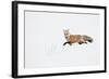 American Red Fox (Vulpes vulpes fulva) adult, walking on snow, Yellowstone , Wyoming-Ignacio Yufera-Framed Photographic Print