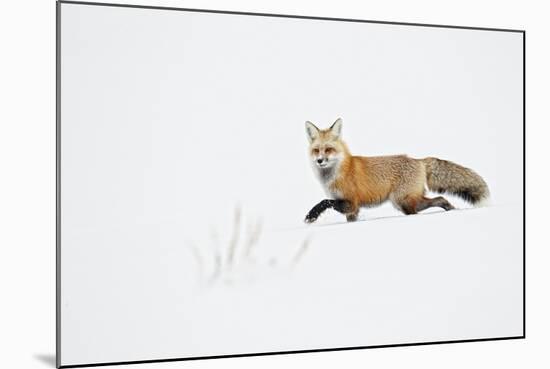 American Red Fox (Vulpes vulpes fulva) adult, walking on snow, Yellowstone , Wyoming-Ignacio Yufera-Mounted Photographic Print