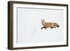 American Red Fox (Vulpes vulpes fulva) adult, walking on snow, Yellowstone , Wyoming-Ignacio Yufera-Framed Photographic Print