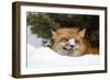 American Red Fox (Vulpes vulpes fulva) adult, with snow on nose, resting in snow, Montana-Paul Sawer-Framed Photographic Print