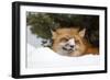American Red Fox (Vulpes vulpes fulva) adult, with snow on nose, resting in snow, Montana-Paul Sawer-Framed Photographic Print