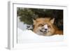 American Red Fox (Vulpes vulpes fulva) adult, with snow on nose, resting in snow, Montana-Paul Sawer-Framed Photographic Print