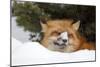 American Red Fox (Vulpes vulpes fulva) adult, with snow on nose, resting in snow, Montana-Paul Sawer-Mounted Photographic Print