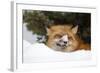 American Red Fox (Vulpes vulpes fulva) adult, with snow on nose, resting in snow, Montana-Paul Sawer-Framed Photographic Print