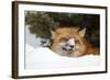 American Red Fox (Vulpes vulpes fulva) adult, with snow on nose, resting in snow, Montana-Paul Sawer-Framed Photographic Print