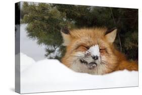 American Red Fox (Vulpes vulpes fulva) adult, with snow on nose, resting in snow, Montana-Paul Sawer-Stretched Canvas