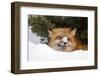 American Red Fox (Vulpes vulpes fulva) adult, with snow on nose, resting in snow, Montana-Paul Sawer-Framed Photographic Print