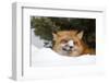 American Red Fox (Vulpes vulpes fulva) adult, with snow on nose, resting in snow, Montana-Paul Sawer-Framed Photographic Print