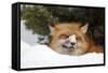 American Red Fox (Vulpes vulpes fulva) adult, with snow on nose, resting in snow, Montana-Paul Sawer-Framed Stretched Canvas