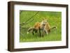 American Red Fox (Vulpes Vulpes Fulva) Baby Leaping On Its Disinterested Mother-George Sanker-Framed Photographic Print