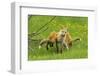 American Red Fox (Vulpes Vulpes Fulva) Baby Leaping On Its Disinterested Mother-George Sanker-Framed Photographic Print