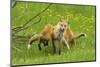 American Red Fox (Vulpes Vulpes Fulva) Baby Leaping On Its Disinterested Mother-George Sanker-Mounted Photographic Print