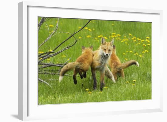 American Red Fox (Vulpes Vulpes Fulva) Baby Leaping On Its Disinterested Mother-George Sanker-Framed Photographic Print