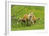 American Red Fox (Vulpes Vulpes Fulva) Baby Leaping On Its Disinterested Mother-George Sanker-Framed Photographic Print