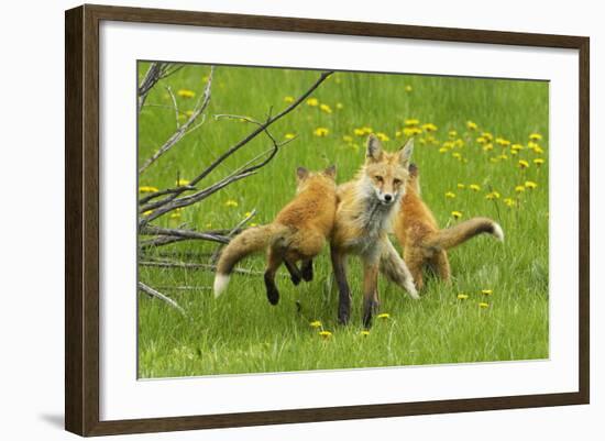 American Red Fox (Vulpes Vulpes Fulva) Baby Leaping On Its Disinterested Mother-George Sanker-Framed Photographic Print