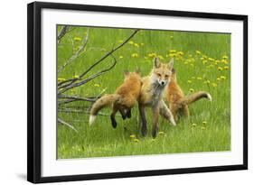 American Red Fox (Vulpes Vulpes Fulva) Baby Leaping On Its Disinterested Mother-George Sanker-Framed Photographic Print