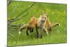 American Red Fox (Vulpes Vulpes Fulva) Baby Leaping On Its Disinterested Mother-George Sanker-Mounted Photographic Print