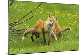 American Red Fox (Vulpes Vulpes Fulva) Baby Leaping On Its Disinterested Mother-George Sanker-Mounted Photographic Print