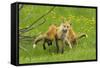 American Red Fox (Vulpes Vulpes Fulva) Baby Leaping On Its Disinterested Mother-George Sanker-Framed Stretched Canvas