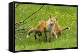 American Red Fox (Vulpes Vulpes Fulva) Baby Leaping On Its Disinterested Mother-George Sanker-Framed Stretched Canvas