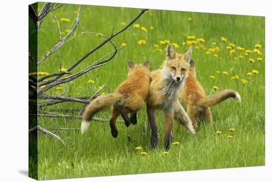 American Red Fox (Vulpes Vulpes Fulva) Baby Leaping On Its Disinterested Mother-George Sanker-Stretched Canvas