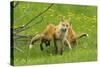 American Red Fox (Vulpes Vulpes Fulva) Baby Leaping On Its Disinterested Mother-George Sanker-Stretched Canvas