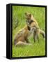 American Red Fox (Vulpes Vulpes Fulva) Baby Playing With Mother, Grand Teton National Park, Wyoming-George Sanker-Framed Stretched Canvas