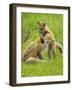 American Red Fox (Vulpes Vulpes Fulva) Baby Playing With Mother, Grand Teton National Park, Wyoming-George Sanker-Framed Photographic Print