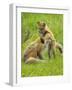 American Red Fox (Vulpes Vulpes Fulva) Baby Playing With Mother, Grand Teton National Park, Wyoming-George Sanker-Framed Photographic Print