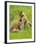 American Red Fox (Vulpes Vulpes Fulva) Baby Playing With Mother, Grand Teton National Park, Wyoming-George Sanker-Framed Photographic Print