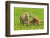 American Red Fox (Vulpes Vulpes Fulva) Mother And Two Cubs Playing-George Sanker-Framed Photographic Print