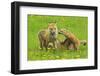 American Red Fox (Vulpes Vulpes Fulva) Mother And Two Cubs Playing-George Sanker-Framed Photographic Print