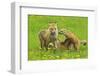 American Red Fox (Vulpes Vulpes Fulva) Mother And Two Cubs Playing-George Sanker-Framed Photographic Print