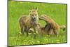 American Red Fox (Vulpes Vulpes Fulva) Mother And Two Cubs Playing-George Sanker-Mounted Photographic Print