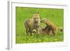 American Red Fox (Vulpes Vulpes Fulva) Mother And Two Cubs Playing-George Sanker-Framed Photographic Print