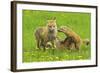 American Red Fox (Vulpes Vulpes Fulva) Mother And Two Cubs Playing-George Sanker-Framed Photographic Print