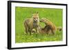 American Red Fox (Vulpes Vulpes Fulva) Mother And Two Cubs Playing-George Sanker-Framed Photographic Print