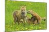 American Red Fox (Vulpes Vulpes Fulva) Mother And Two Cubs Playing-George Sanker-Mounted Photographic Print