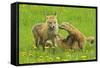 American Red Fox (Vulpes Vulpes Fulva) Mother And Two Cubs Playing-George Sanker-Framed Stretched Canvas